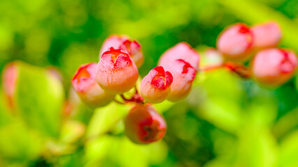 完熟前のラビットアイ系ブルーベリー