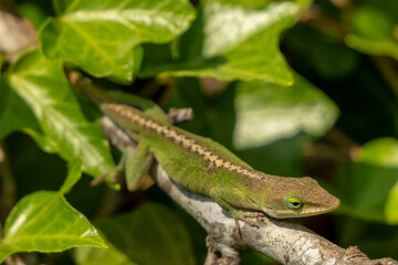 Curious Anole Lizard Tilts Head While Resting on Branch