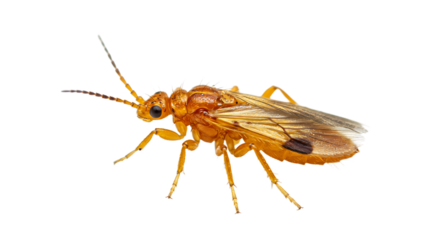 Amberhued Chalcid Wasp with Intricate Wing Veins