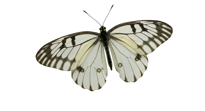 Delicate Rice Paper Butterfly with Black Veins and Subtle Cream Tones