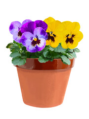パンジー（鉢植え）