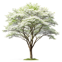 Obraz premium dogwood tree isolated on white background