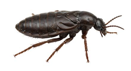 Detailed CloseUp of a Shiny Dark Brown Cockroach with Spiked Legs