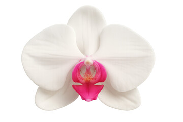 White orchid blossom highlighting delicate petals surrounding vivid pink center, positioned against transparent backdrop revealing botanical elegance