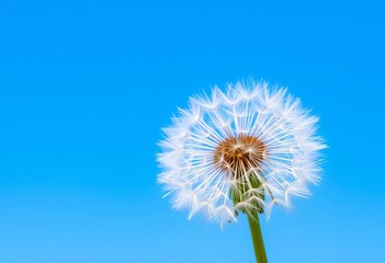 A fluffy dandelion seed head against a vibrant azure sky, wild, fluffy