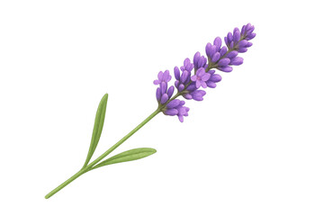 Obraz premium Realistic illustration of a lavender flower with stem and leaves, isolated on a transparent background