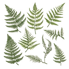 Obraz premium Highly detailed illustrations of various trees, leaves, grasses, and botanical elements, featuring realistic, minimalist, and abstract compositions on a white background.