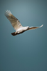 The sulphur-crested cockatoo is a relatively large white cockatoo found in wooded habitats in...
