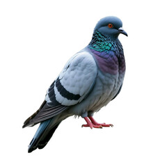 Rock pigeon bird isolated on transparent background
