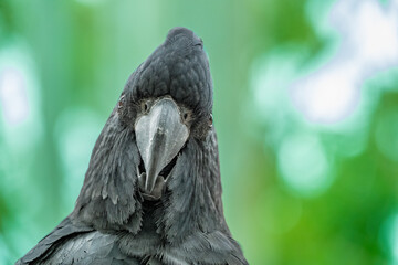 Face-to-face interaction with a curiousn red-tailed black cockatoo (Calyptorhynchus banksii),...