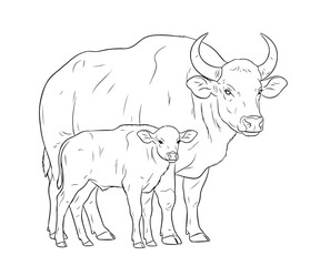 Outline image, practice painting, parent and child buffalo, vector format