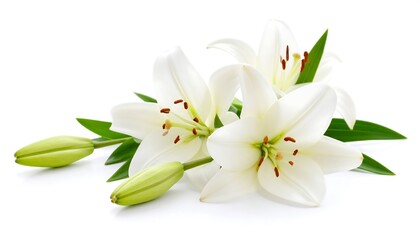 Obraz premium White lilies on white background
