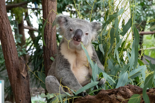 An avidly eating koala ((Phascolarctos cinereus) looks into the camera. Queensland, Australia