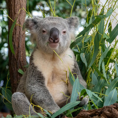 Close encounter with a Koala (Phascolarctos cinereus) munching on eucalyptus leaves, Queensland, Australia