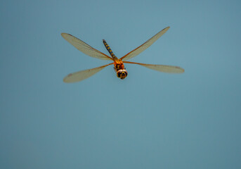 Dragonfly in flight above the waters of a billabong in Queensland, Australia