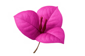 Pink bougainvillea blossom displaying intricate petal layers, vivid magenta coloration with translucent background isolation