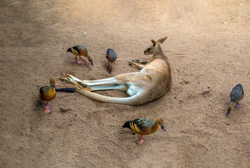 A resting kangaroo seems to be best friends with wild ducks near a billabong, Queensland, Australia