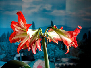 A beautiful amaryllis flower bloomed in a pot on the windowsill