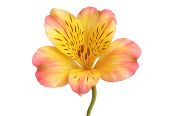 Close-up of a peruvian lily showcasing its vibrant petals and delicate details, isolated on a transparent background