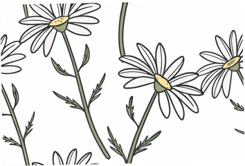 daisies on white background