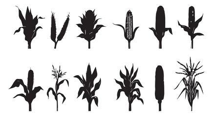 Fototapeta premium Silhouettes of various corn plants and ears