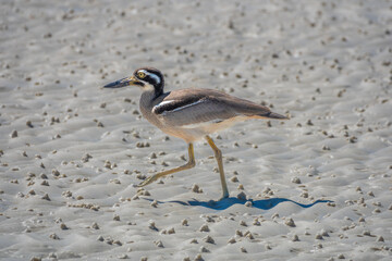 A heron walking on the white silica sands of Whitehaven Beach in search of soldier crabs, Whitsunday island, Queensland, Australia