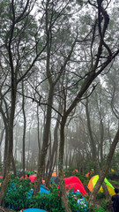 Misty mountain landscape with mysterious fir forest