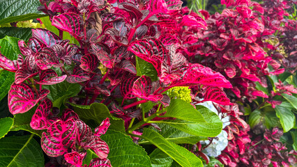 Iresine herbtii or Blood leaf plant. Colorful natural foliage. Suitable for botanical and natural themes