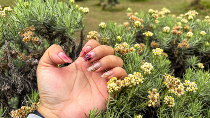 Edelweiss Flower (Leontopodium alpinum) Edelweiss is a very famous flower