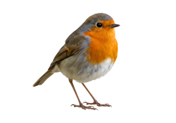 European robin isolated on transparent background