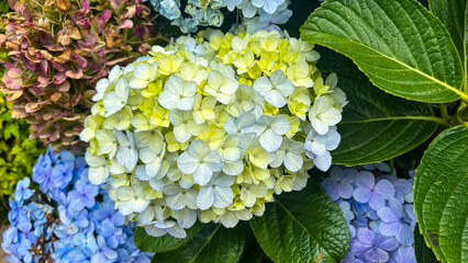 bigleaf hydrangea, French hydrangea, lacecap hydrangea, mophead hydrangea, penny mac and hortensia beautiful flower in the garden
