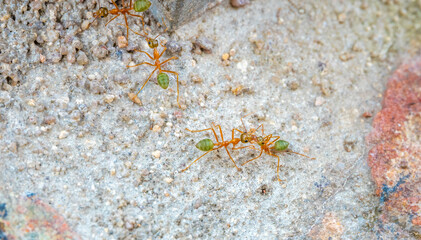 Fascinating macro shot of Green Ants (Oecophylla smaragdina) often seen in the far north of Queensland, Australia.  The green tail has a pleasant tangy citrus taste sometimes used in the local cuisine
