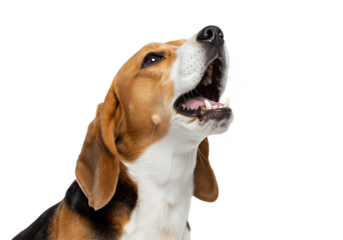 Beagle dog howling isolated on transparent background