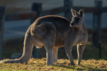 Wild Eastern Grey Kangaroos feeding in a paddock