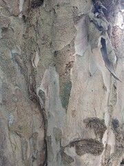 Tree bark texture