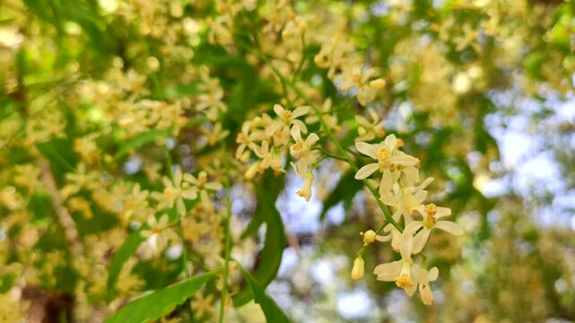  Blossoming flowers of Azadirachta Indica (Neem) tree, close up footage