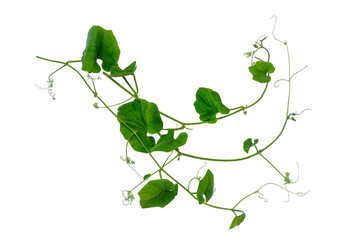 Green vines plant hanging a string isolated on white background. With copy space and clipping path.