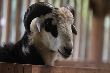 Majestic Sacrificial Ram for Eid al-Adha Celebration. Sheep in the sheepfold are waiting to eat....