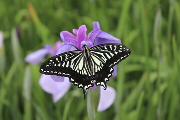 アゲハチョウ