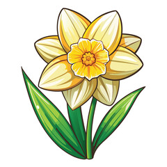 beautiful  daffodil flower on white background 