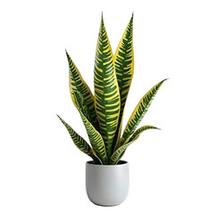 Vera plant