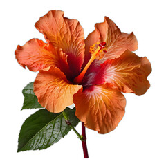 Orange hibiscus flower