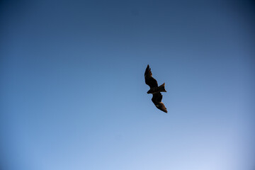 蒼穹を駆る、トビの雄姿