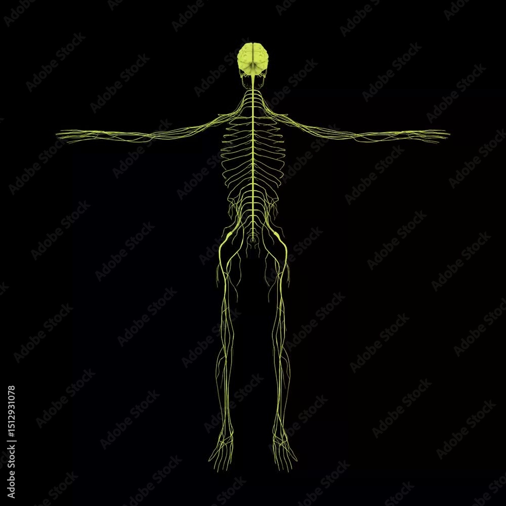 Poster human nervous system 3d anatomical model exploring neural connections