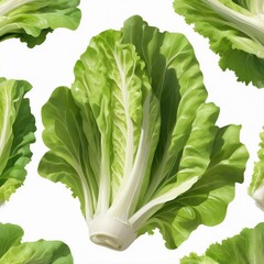 lettuce leave on a white background