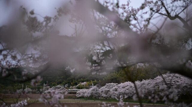 桜咲く安土を走る225系普通列車 （東海道本線 安土 - 能登川, 2025年4月）