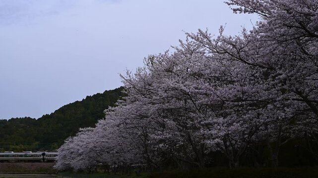 桜咲く安土を走る225系普通列車 （東海道本線 安土 - 能登川, 2025年4月）