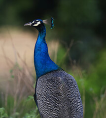 Obraz premium peacock with feathers