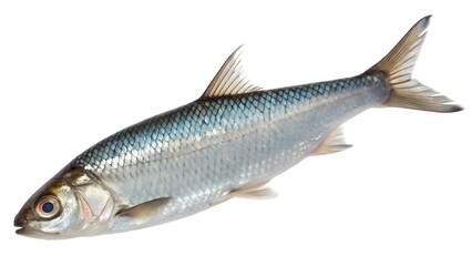 Fototapeta premium Realistic High-Resolution Cisco Fish Isolated and in Natural Lake Setting