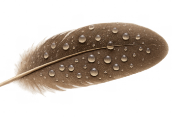 Water droplets resting on brown feather, transparent backdrop highlighting delicate natural texture and moisture detail